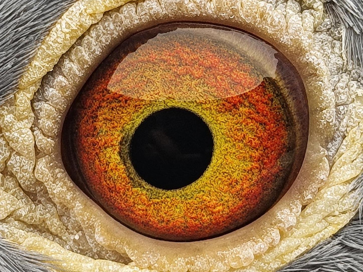 Pigeon eye